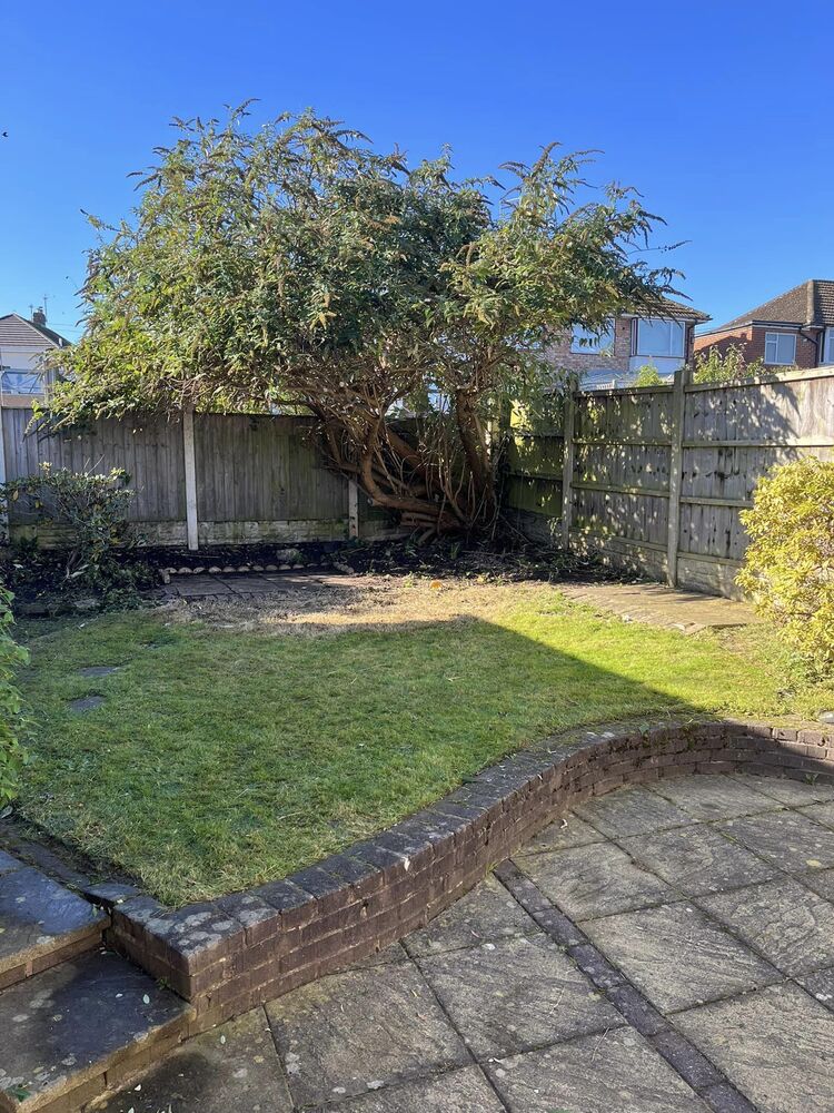 A back lawn under a mature tree, with a low retaining wall.
