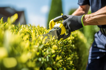 Hedge Trimming